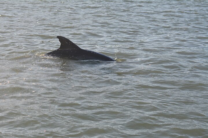 Halvdags avskalling Dolphin Eco Tour i 10 000 Island og Marco