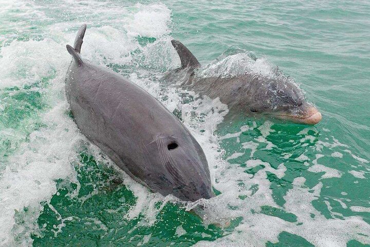 Halvdags avskalling Dolphin Eco Tour i 10 000 Island og Marco
