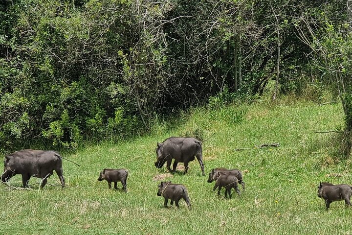 Passeio guiado pelo Kragga Kamma Game Park Safari em Port Elizabeth