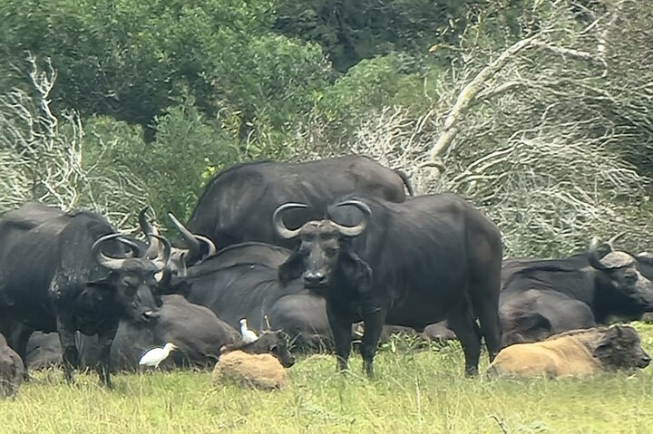 Passeio guiado pelo Kragga Kamma Game Park Safari em Port Elizabeth