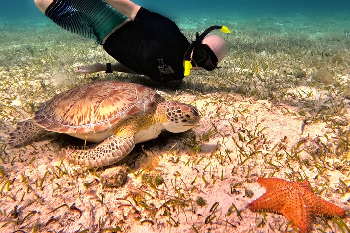 4 timmars Cozumel Turtle Sanctuary upplevelse på en lyxig Catamarán