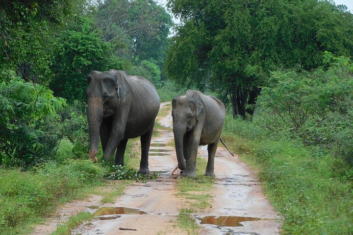 Udawalawa Safari & Olifantenweeshuis Tour vanuit de haven van Hambantota
