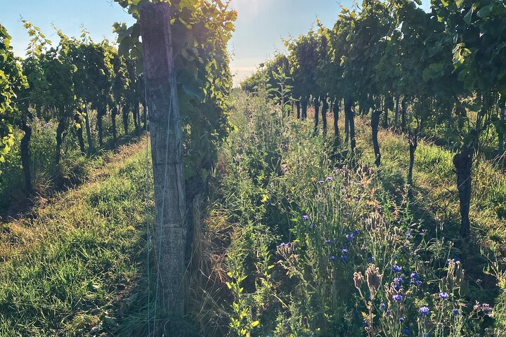 Descubra os melhores vinhos vermelhos e risling seco da Alemanha no Pfalz