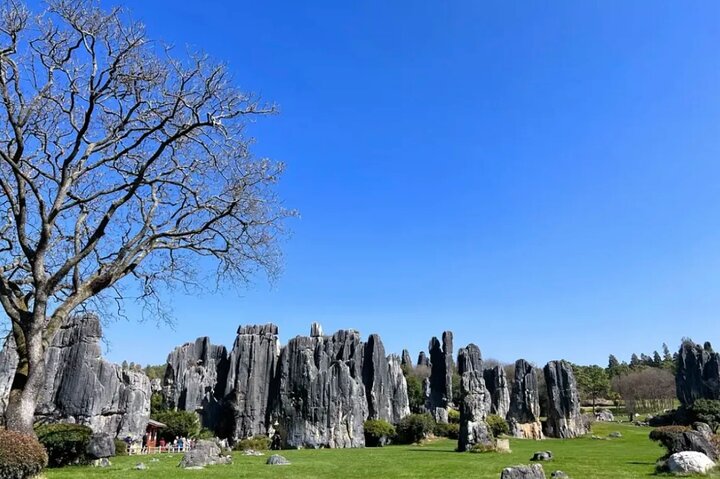 Excursión privada de un día al bosque de piedras de Kunming y Jiuxiang y almuerzo