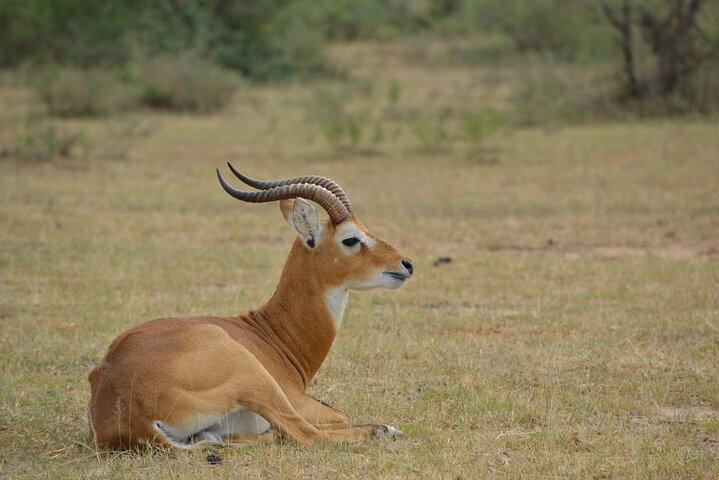 Queen Elizabeth National Park in Oeganda 3-daagse safaritocht