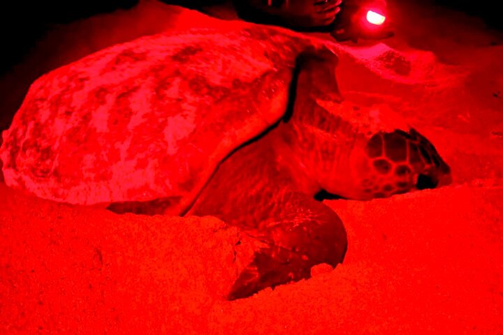 Tour guiado de tortugas en grupo en Boa Vista