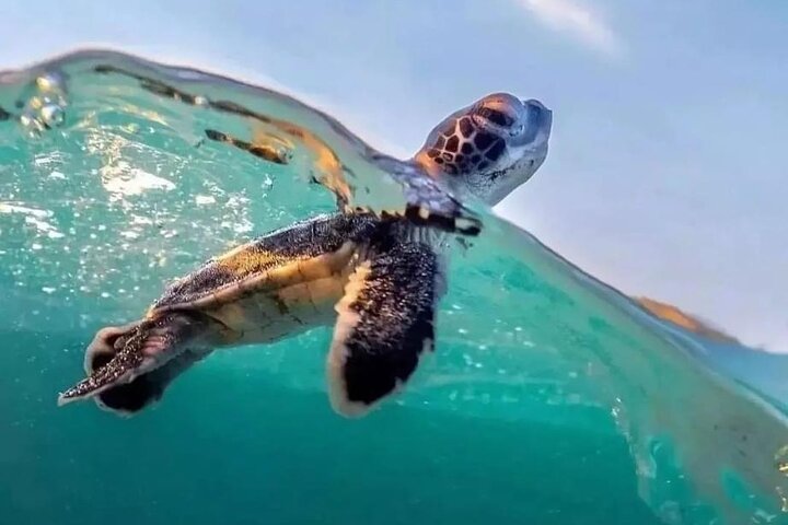 Tour guiado de tortugas en grupo en Boa Vista