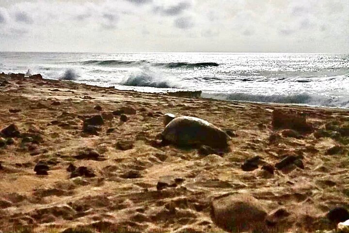 Tour guiado de tortugas en grupo en Boa Vista