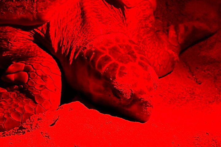 Tour guiado de tortugas en grupo en Boa Vista