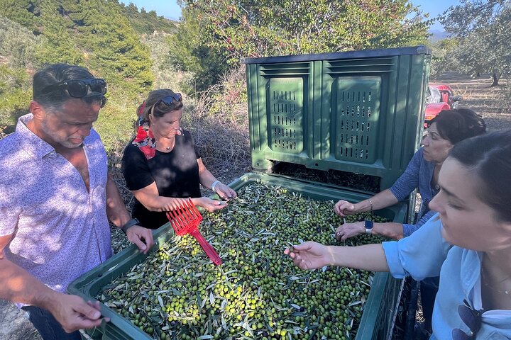 Olivenöl-Tour und Verkostung mit Sommelier – Kalentzi, Tagesausflug nach Athen