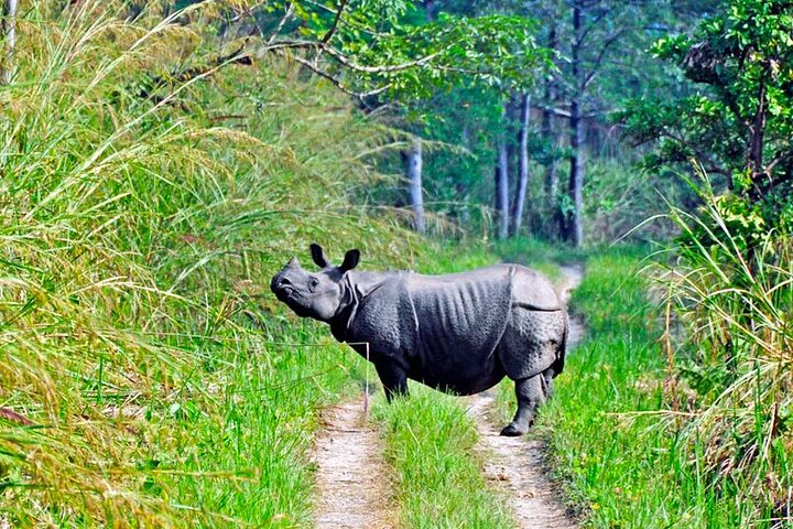 4 dagar 3 nätter i Chitwan National Park Jungle Trek från Sauraha