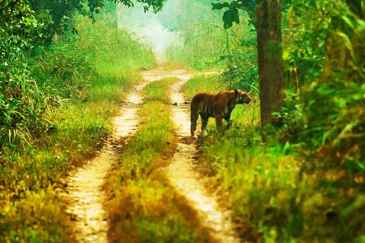 4 dagar 3 nätter i Chitwan National Park Jungle Trek från Sauraha