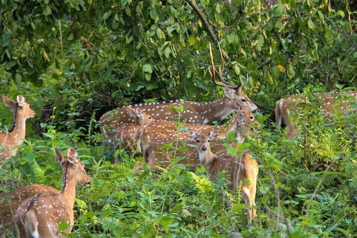 4 dagar 3 nätter i Chitwan National Park Jungle Trek från Sauraha