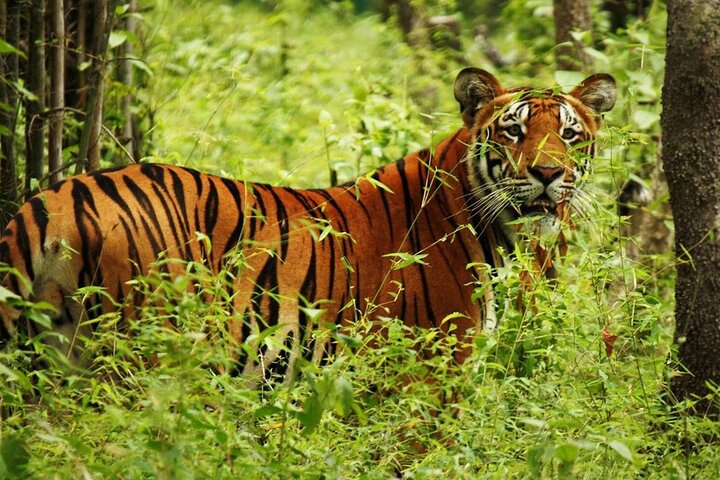 4 dagar 3 nätter i Chitwan National Park Jungle Trek från Sauraha