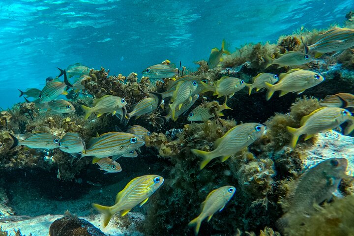 Excursion en bateau semi-privée d'une journée complète à Johnny Kay et à l'aquarium naturel