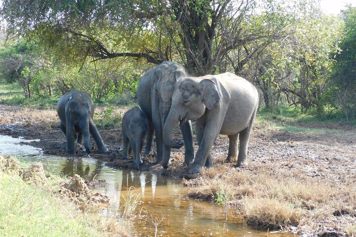 Udawalawe Safari og Baby Elephants besøk fra Hambantota havn