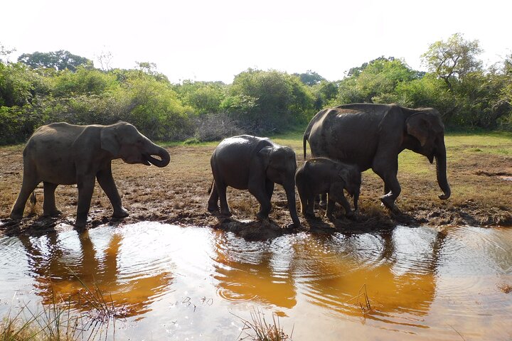 Udawalawe Safari og Baby Elephants besøk fra Hambantota havn