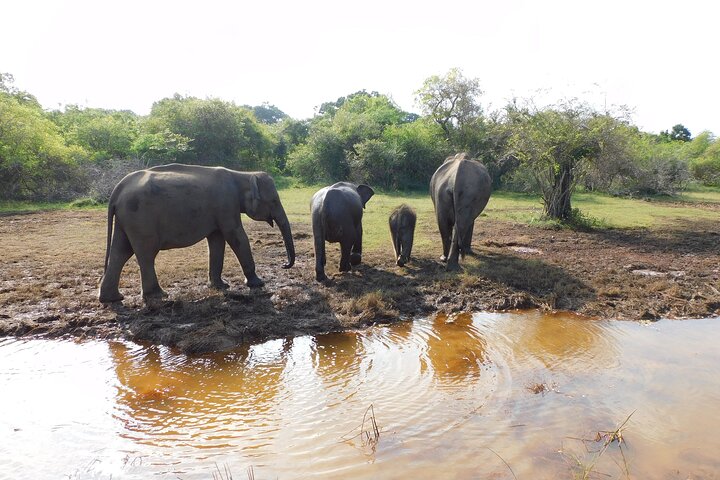 Udawalawe Safari og Baby Elephants besøk fra Hambantota havn