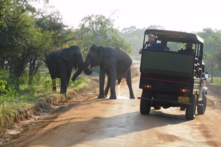 Udawalawe Safari og Baby Elephants besøk fra Hambantota havn