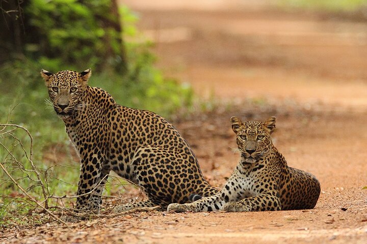 Wilpattu National Park 4 uur durende safari | met Natuuronderzoeker