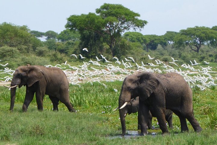 2 - Dag Murchison Falls Safari med Ziwa Rhino sporing