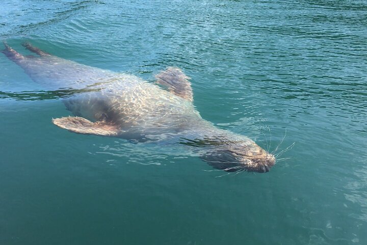 Safari en kayak de fauna, cuevas marinas y arbustos en Riviera Inglés