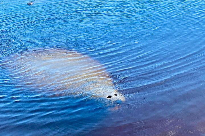 Ormond Beach Manatee og naturtur Kajakkpadling eller padleboarding