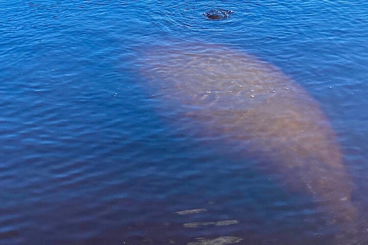 Ormond Beach Manatee og naturtur Kajakkpadling eller padleboarding