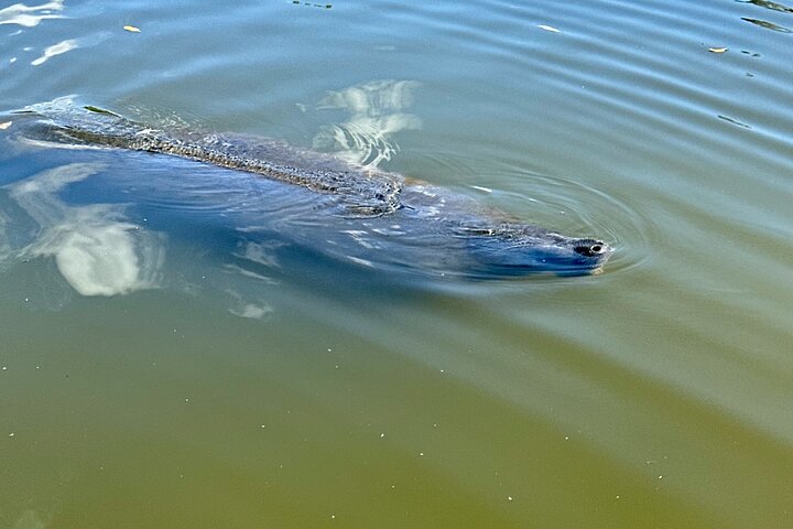 Ormond Beach Manatee og naturtur Kajakkpadling eller padleboarding
