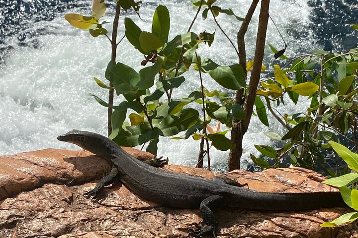 Litchfield & Berry Springs VIP Adventure Day Tours (groupe de 11)