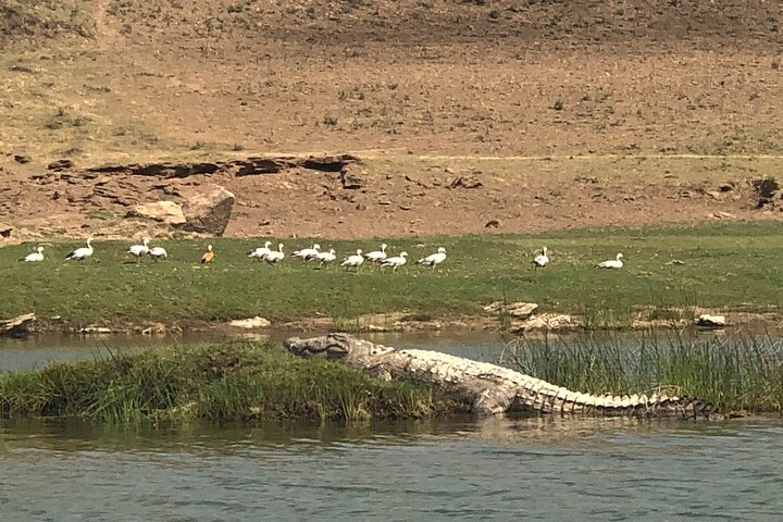 Excursão de dia inteiro ao Alligator Eco Park em Morena saindo de Gwalior