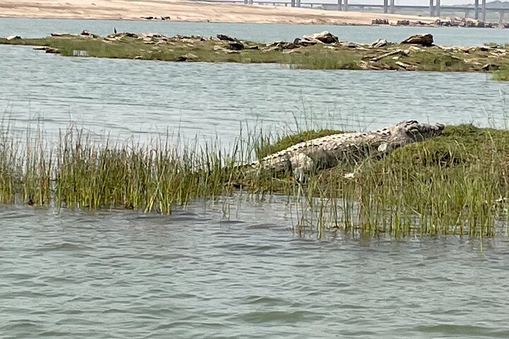Excursão de dia inteiro ao Alligator Eco Park em Morena saindo de Gwalior