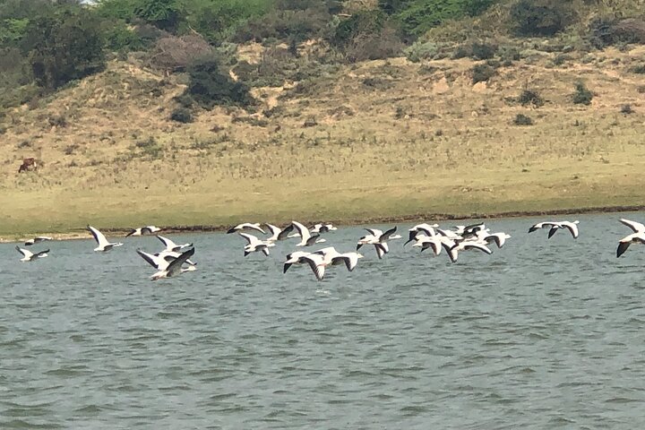 Excursão de dia inteiro ao Alligator Eco Park em Morena saindo de Gwalior
