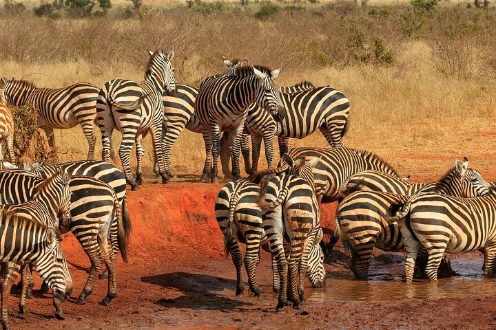 NUIT DE SAFARI AU PARC NATIONAL DE TSAVO EAST DEPUIS MOMBASA orDIANI