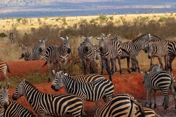 NUIT DE SAFARI AU PARC NATIONAL DE TSAVO EAST DEPUIS MOMBASA orDIANI