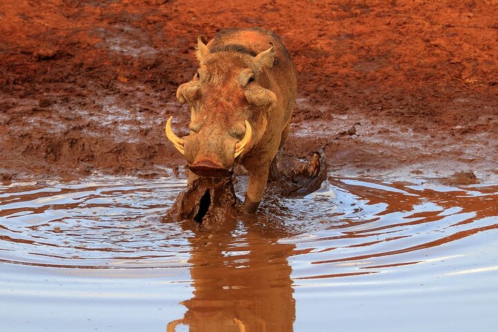 NUIT DE SAFARI AU PARC NATIONAL DE TSAVO EAST DEPUIS MOMBASA orDIANI