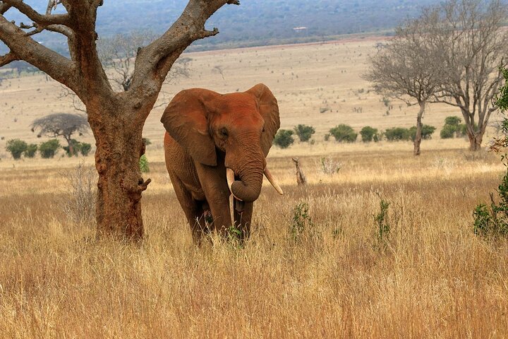 NUIT DE SAFARI AU PARC NATIONAL DE TSAVO EAST DEPUIS MOMBASA orDIANI