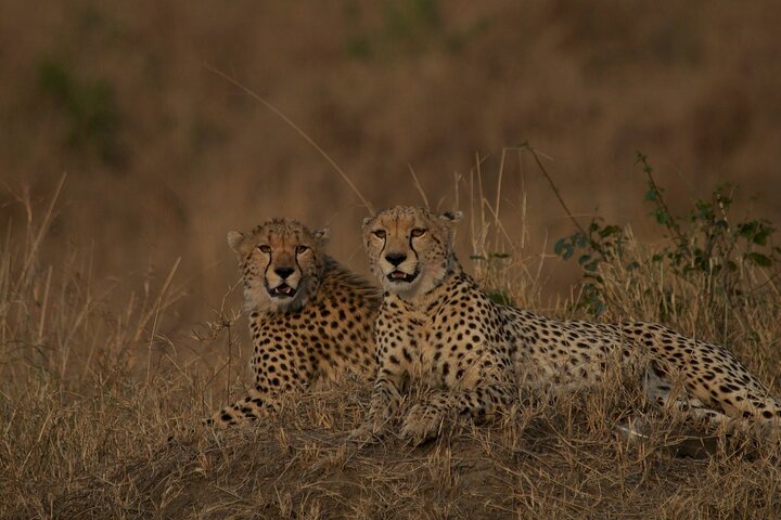 3 days group joining safari to Maasai Mara with a Land Cruiser Jeep