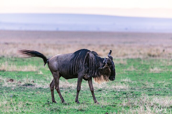Tour privato di safari in game drive nel Maasai Mara