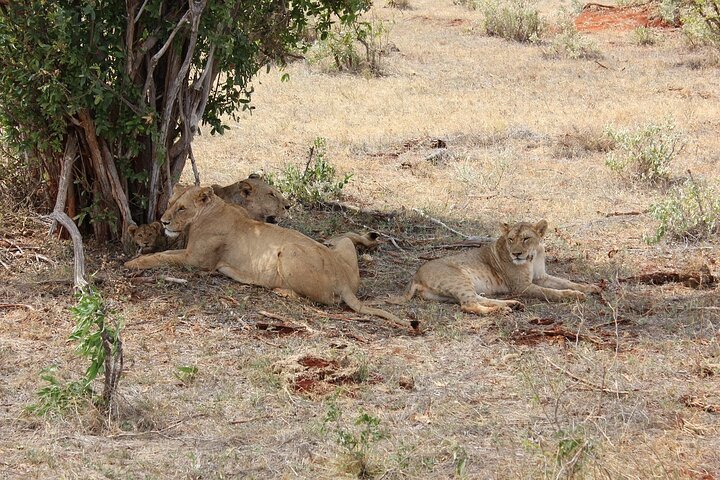 NUIT DE SAFARI AU PARC NATIONAL DE TSAVO EAST DEPUIS MOMBASA orDIANI