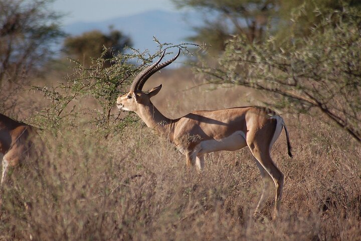 NUIT DE SAFARI AU PARC NATIONAL DE TSAVO EAST DEPUIS MOMBASA orDIANI