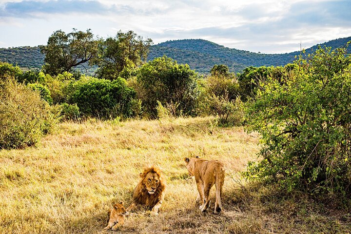 Tour privato di safari in game drive nel Maasai Mara