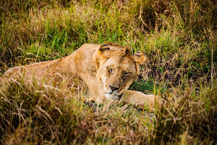 Tour privato di safari in game drive nel Maasai Mara