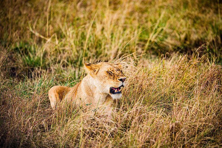 Tour privato di safari in game drive nel Maasai Mara