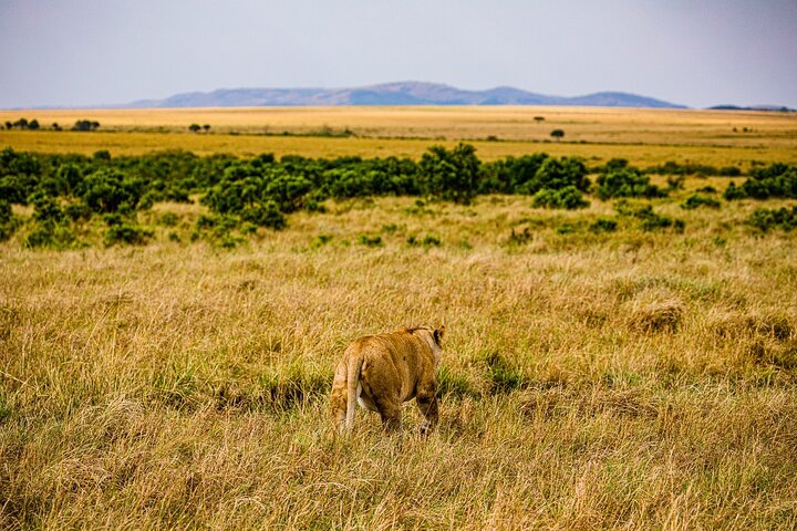 Tour privato di safari in game drive nel Maasai Mara