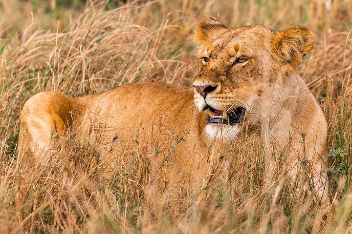 Tour privato di safari in game drive nel Maasai Mara