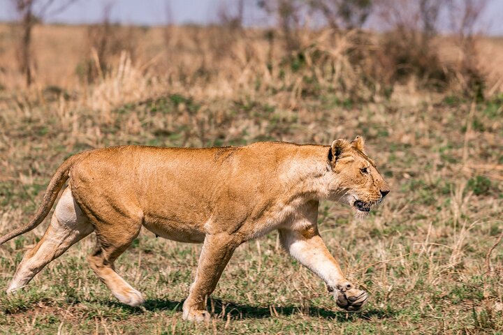 Tour privato di safari in game drive nel Maasai Mara