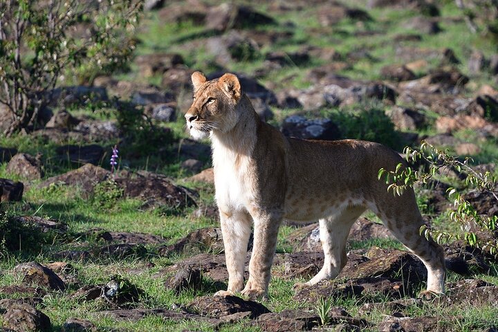 Tour privato di safari in game drive nel Maasai Mara
