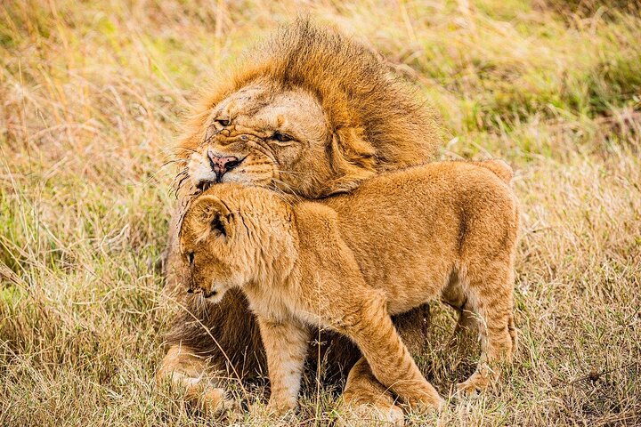 Tour privato di safari in game drive nel Maasai Mara