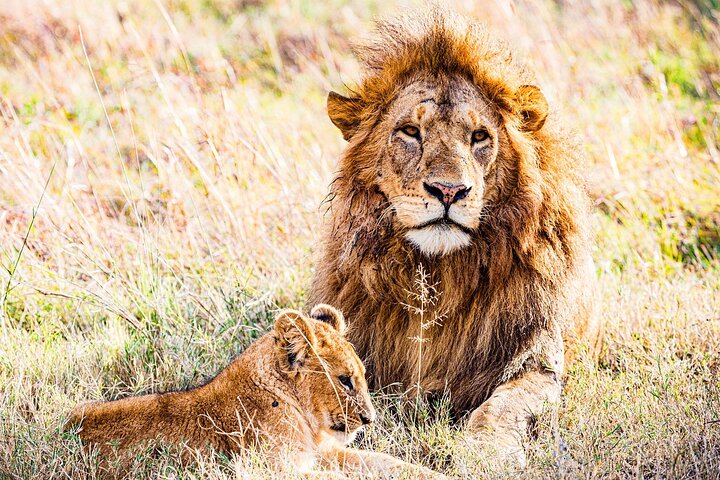 Tour privato di safari in game drive nel Maasai Mara